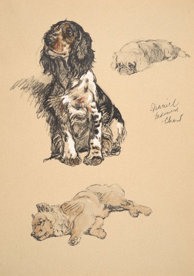 Spaniel, Pekinés y Chow, ilustraciones de su libro de bocetos usadas para 